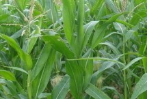 辰諾515玉米栽培技術要點，密度4500株/畝左右