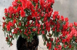 花中西施是什么花，是指的杜鵑花