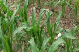 先單405玉米栽培技術(shù)要點(diǎn)，注意防治彎孢葉斑病