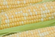 金園36玉米栽培技術(shù)要點(diǎn)，注意防治易感病害