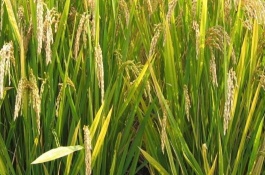星優(yōu)707水稻栽培技術(shù)要點(diǎn)，星優(yōu)707水稻種子特點(diǎn)
