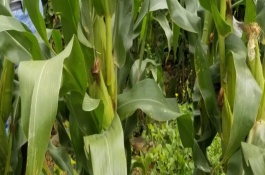 中甜9號玉米品種基本信息，用高效低毒的藥劑防治病蟲害