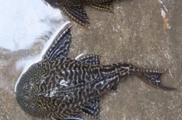 清道夫魚的食物，會受到品種、規(guī)格等條件的影響