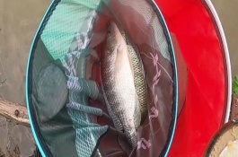 羅非魚(yú)應(yīng)該釣底還是釣浮，可用手竿亦可用海竿或磯竿