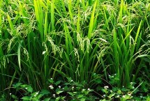 爽兩優(yōu)459水稻栽培技術(shù)要點(diǎn)，全生育期117～130天