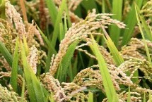 天禾糯1號(hào)水稻栽培技術(shù)要點(diǎn)，每畝基本苗5--6萬(wàn)