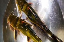 黃骨魚的代表品種，用水沖洗后再用開水燙一下