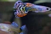 孔雀魚(yú)用自來(lái)水行嗎，水溫、環(huán)境或者疾病都有可能