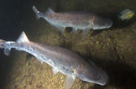 反天刀魚好養(yǎng)嗎，飼養(yǎng)難度較大