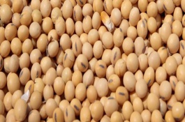 交大12號大豆栽培技術(shù)要點(diǎn)，每畝用量250g