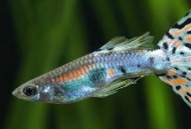 養(yǎng)孔雀魚多久換一次水，換水量不能太大
