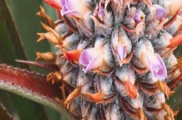 鳳梨花的繁殖方式，適宜的生長溫度在20-35℃之間