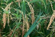 吉優(yōu)258水稻栽培技術(shù)要點，秈型三系雜交水稻品種