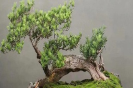 羅漢松春天可以修剪嗎，葉片、花期和習(xí)性均不同