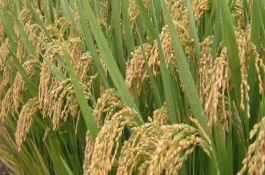 紅米絲苗水稻栽培技術(shù)要點(diǎn)，特別注意防治稻瘟病