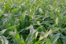 辰諾505玉米栽培技術(shù)要點，出苗至成熟134.7天