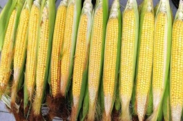 宏博691玉米栽培技術(shù)要點，4月末-5月初播種