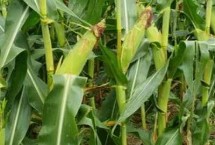 奎單3862玉米栽培技術(shù)要點，種植密度建議3800株/畝