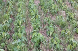 油6019大豆栽培技術(shù)要點，生育期102天