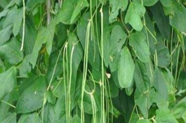 豆角歇伏的防治措施，高溫、干旱多雨等都會(huì)導(dǎo)致