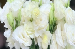 桔梗冬天會(huì)凍死嗎，寓意純潔善良、無(wú)怨無(wú)悔等