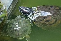 烏龜什么時(shí)候冬眠，王八是烏龜和甲魚的統(tǒng)稱而甲魚是鱉的俗稱