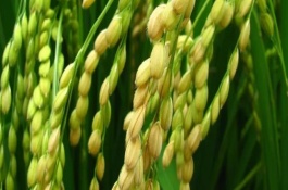 雅香優(yōu)郁香水稻栽培技術(shù)要點(diǎn)，秧田播種量每畝10—12千克