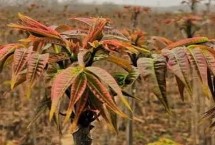 野菜分布區(qū)域，香椿和薺菜等品種比較受市場歡迎