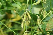 浙鮮豆2013大豆栽培技術(shù)要點(diǎn)，鮮食春大豆品種