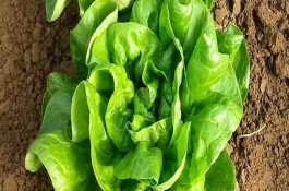 奶油生菜陽臺種植方法，葉子呈卵圓形
