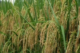遼粳399水稻栽培技術(shù)要點(diǎn)，生育期154天左右