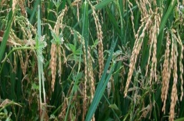 光優(yōu)708水稻栽培技術(shù)要點，一般6月中旬播種
