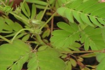 含羞草有哪些常見(jiàn)的品種，適合在溫暖濕潤(rùn)且陽(yáng)光充足的環(huán)境中生長(zhǎng)