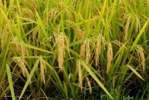 品香優(yōu)620水稻栽培技術要點，該品種基部葉葉鞘綠色