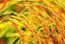 豐山絲苗水稻栽培技術(shù)要點(diǎn)，作一季晚稻種植于6月初播種