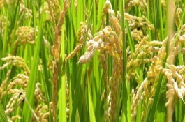 川谷優(yōu)204水稻栽培技術(shù)要點(diǎn)，全生育期平均158.5天