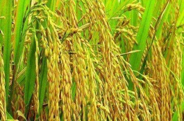 深兩優(yōu)870水稻栽培技術(shù)要點(diǎn)，晚造平均全生育期117天