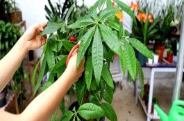 發(fā)財樹澆水注意事項，春季將生長過長的枝葉截短