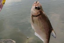 釣鳊魚(yú)適合用幾號(hào)鉤，根據(jù)魚(yú)情、水情和季節(jié)選用