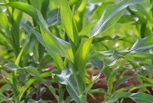 LD5199玉米栽培技術(shù)要點，中抗莖腐病