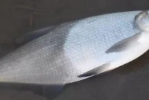 冬天釣鳊魚(yú)是釣底還是釣浮，釣底是主流