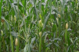 沈禾201玉米栽培技術(shù)要點(diǎn)，注意防治大斑病