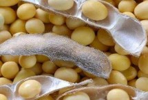 九研13號大豆栽培技術要點，在適應區(qū)5月上旬播種