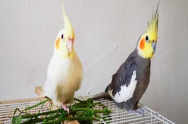 玄鳳鸚鵡適合多大的鳥(niǎo)籠，用金屬的籠具飼養(yǎng)最為合適