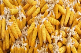 斯達(dá)甜230玉米栽培技術(shù)要點(diǎn)，中抗小斑病