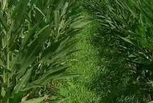 輝玉707玉米栽培技術(shù)要點(diǎn)，適宜播期4月下旬至5月上旬