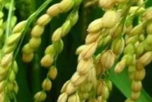 亞信絲苗水稻栽培技術要點，全生育期為131.0天
