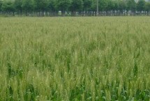 農(nóng)麥766小麥栽培技術要點，每畝適宜基本苗15～18萬