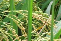中研稻881水稻栽培技術要點，播種前用藥劑浸種