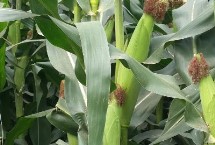 中夏玉6號(hào)玉米栽培技術(shù)要點(diǎn)，苗期防治地老虎等地下害蟲